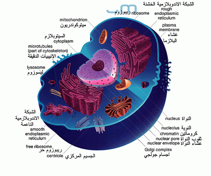 خليه حيه