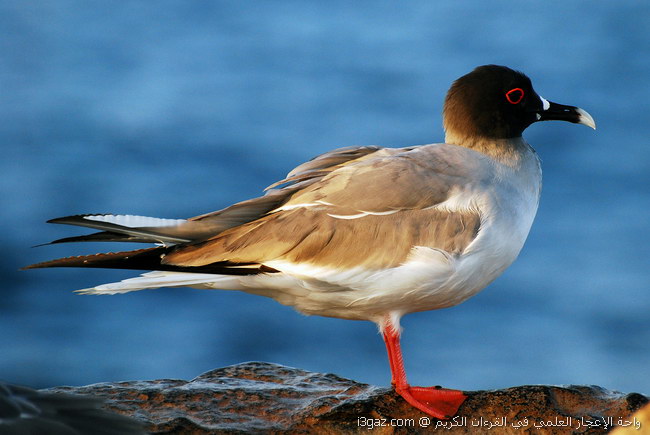 Swallow Tailed Gull