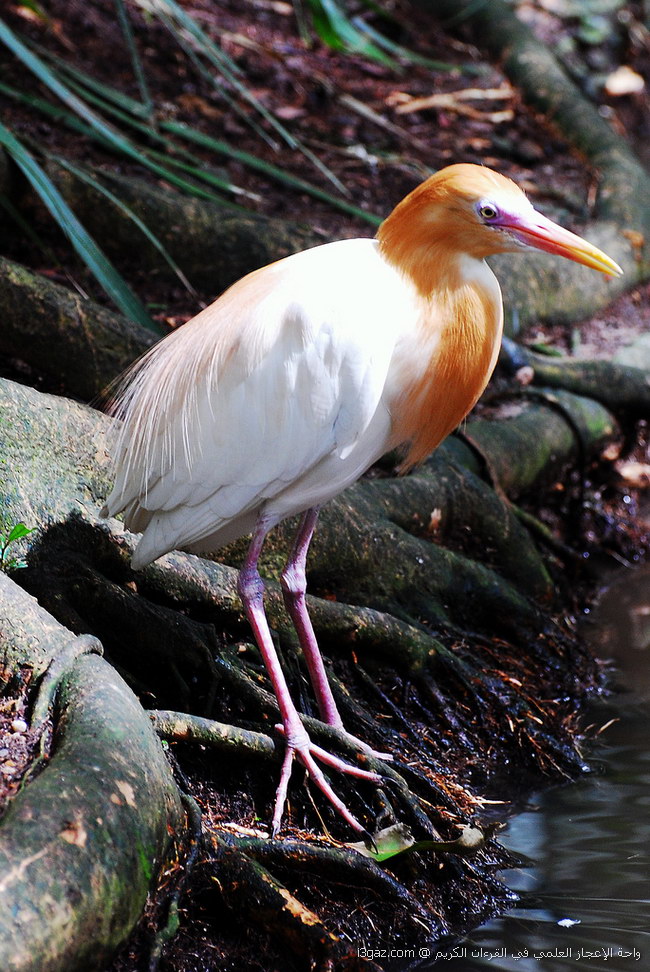 نوع من الطيور المائيه في موطن الغابات الإستوائيه في بورت دوجلاس