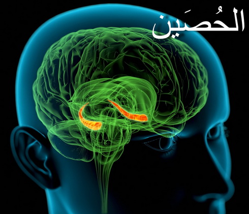 الحُصين (The Hippocampus)