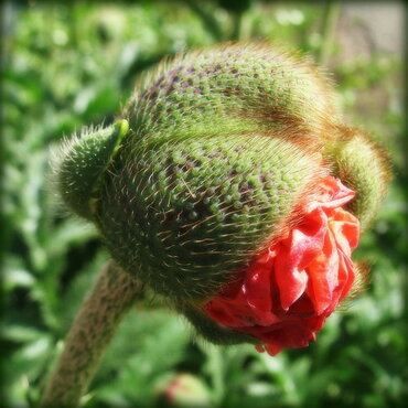 الخشخاش ، Papaver orientale