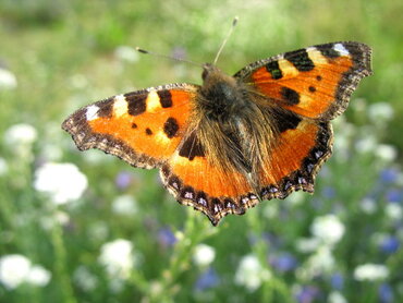 فراشه من النوع Aglais urticae