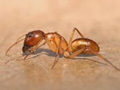نمله من تانزانيا (Genus: Camponotus)