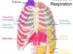 عملية التنفس (العضلات)