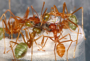 مجموعه من النمل الحائك التايلندي (الأحمر) والأسترالي (الأخضر). تتغذى هذه المجموعات على حشرات الأزهار.