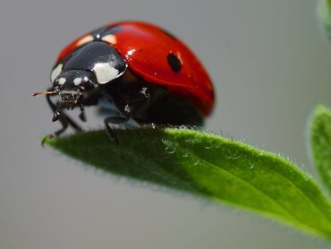 تجد المزيد من الصور لها في الجوجل بإستعمال الكلمه Ladybug
